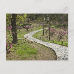 Asia, China, Beijing. Spring blossoms along Postcard