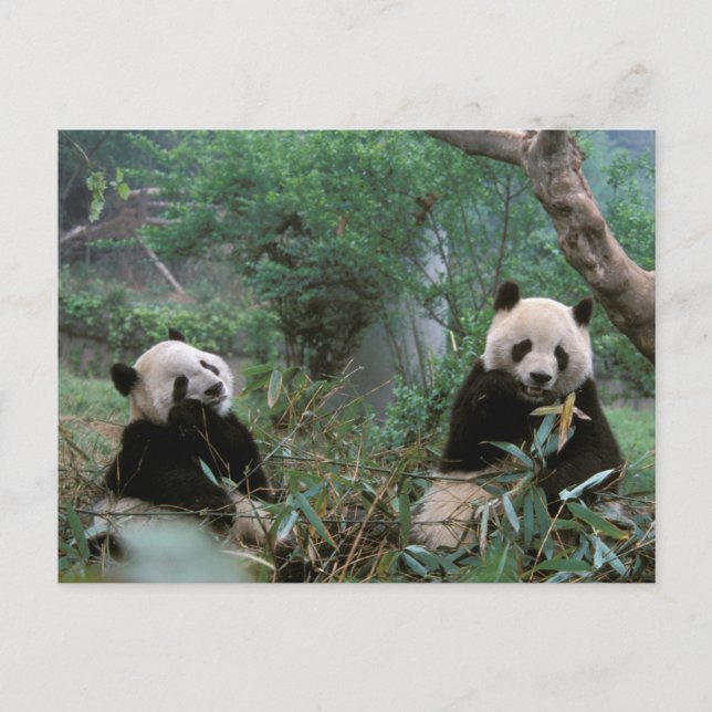 Asia, China, Chengdu. Giant Panda Sanctuary Postcard (Front)
