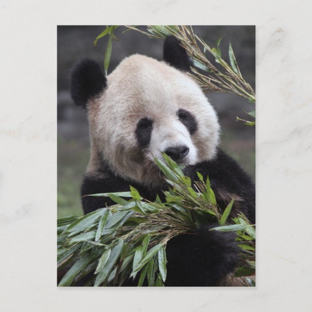 Asia, China Chongqing. Giant Panda Postcard (Front)
