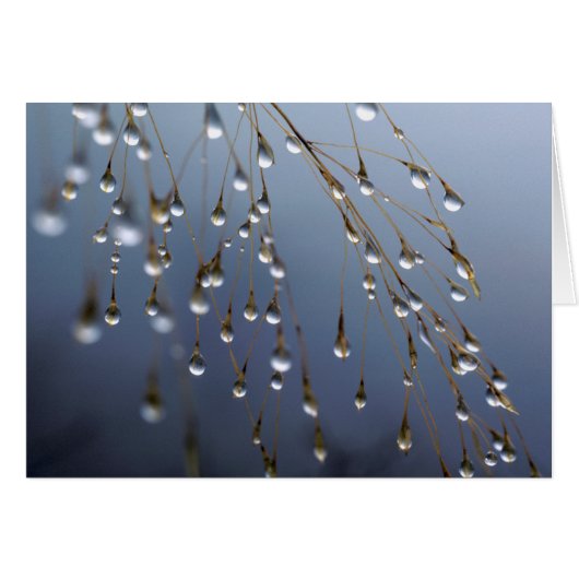 Asia, China | Huansan, Dewdrops (Front Horizontal)