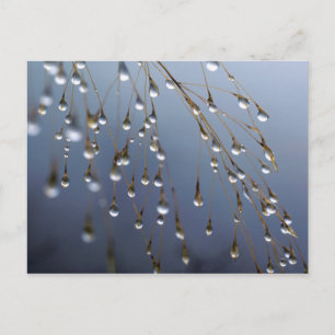 Asia, China Huansan, Dewdrops Postcard