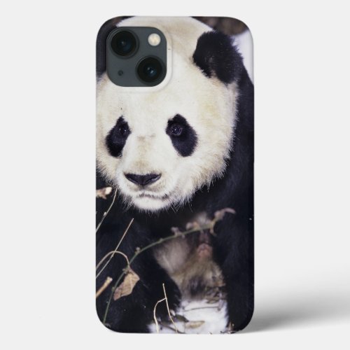 Asia China Sichuan Province Giant Panda in 2 iPhone 13 Case
