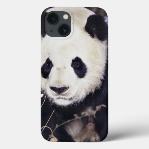 Asia China Sichuan Province Giant Panda in 2 iPhone 13 Case
