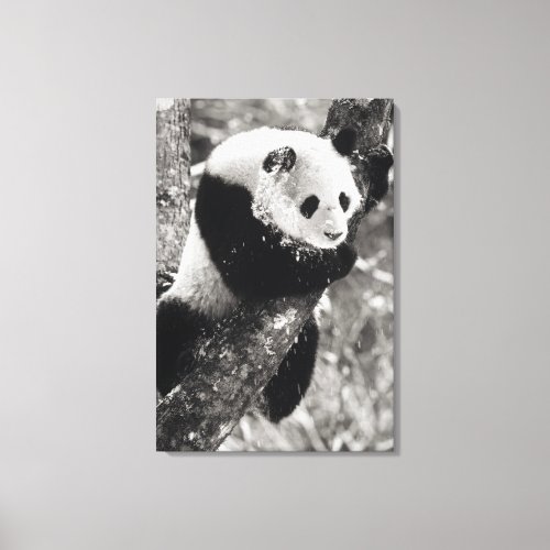 Asia China Sichuan Province Giant Panda in Canvas Print