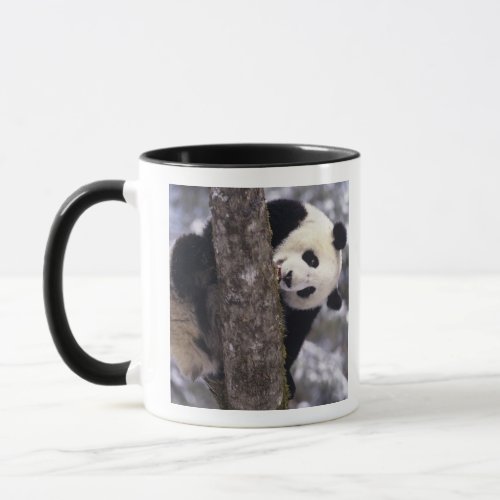 Asia China Sichuan Province Giant Panda in Mug