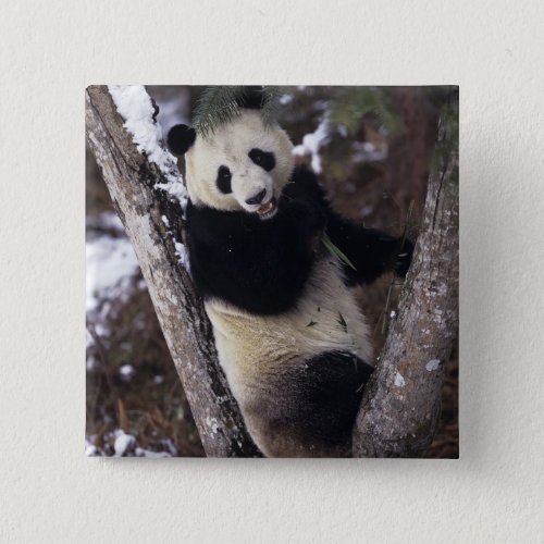 Asia China Sichuan Province Giant Panda up a Button