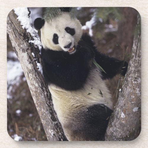 Asia China Sichuan Province Giant Panda up a Coaster