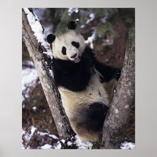 Asia China Sichuan Province Giant Panda up a Poster