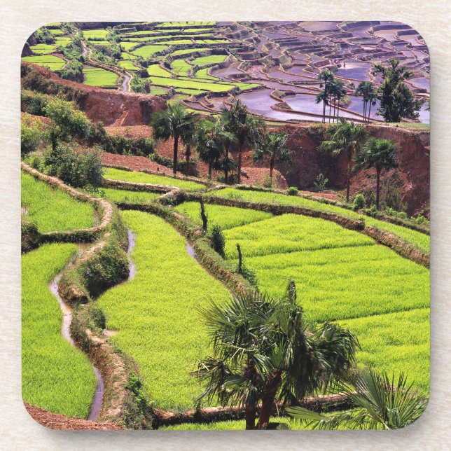 Asia, China, Yunnan, Honghe.  Rice terraces near 2 Beverage Coaster (Front)