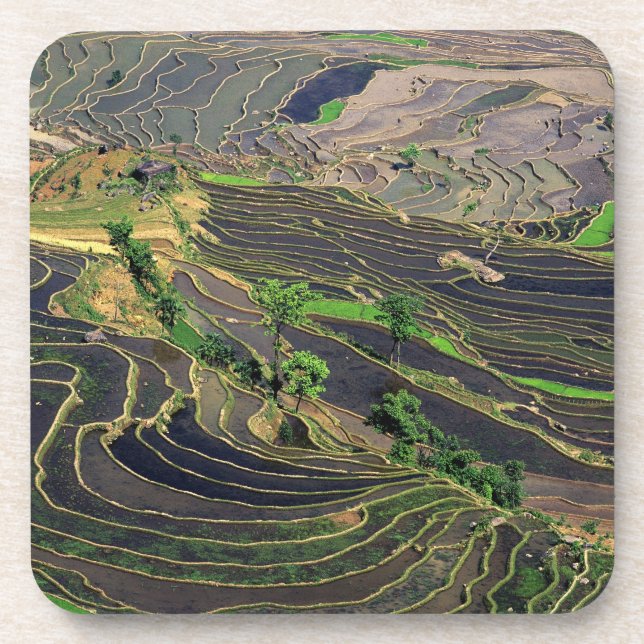 Asia, China, Yunnan, Honghe. Rice Terraces near Beverage Coaster (Front)