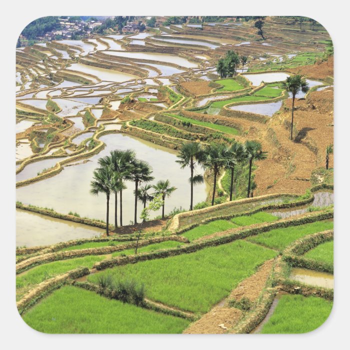 Asia, China, Yunnan, Honghe.  Rice terraces near Stickers
