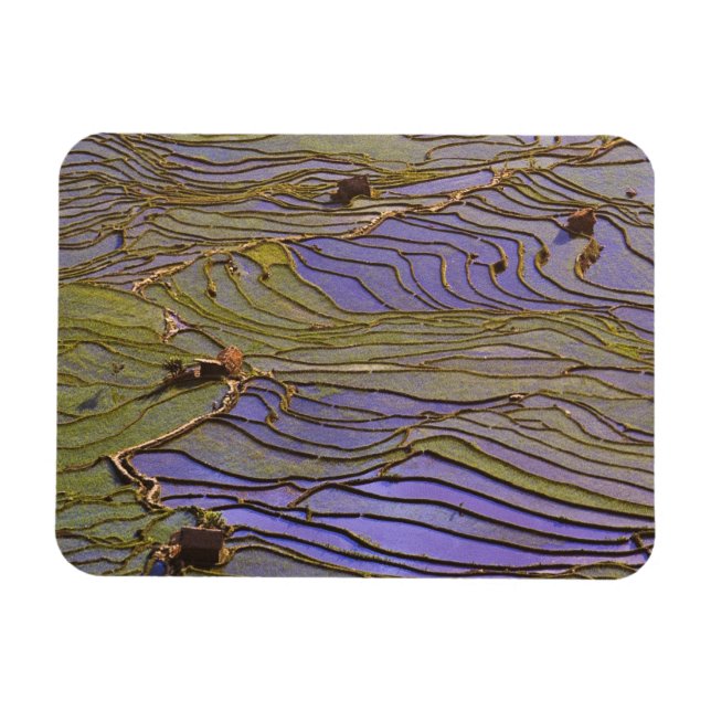 Asia, China, Yunnan Province, Yuanyang. Flooded Magnet (Horizontal)