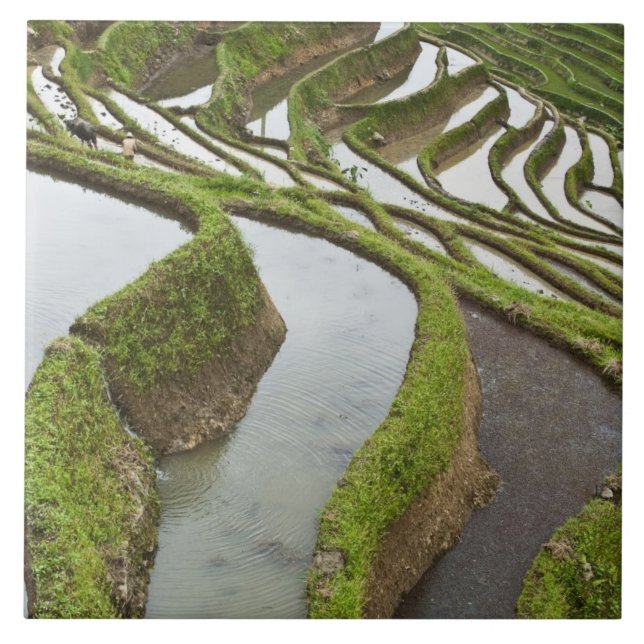 Asia, China, Yunnan, Yuanyang. Flooded rice Ceramic Tile (Front)