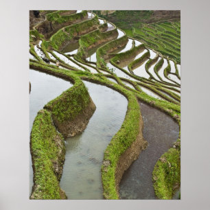 Asia, China, Yunnan, Yuanyang. Flooded rice Poster