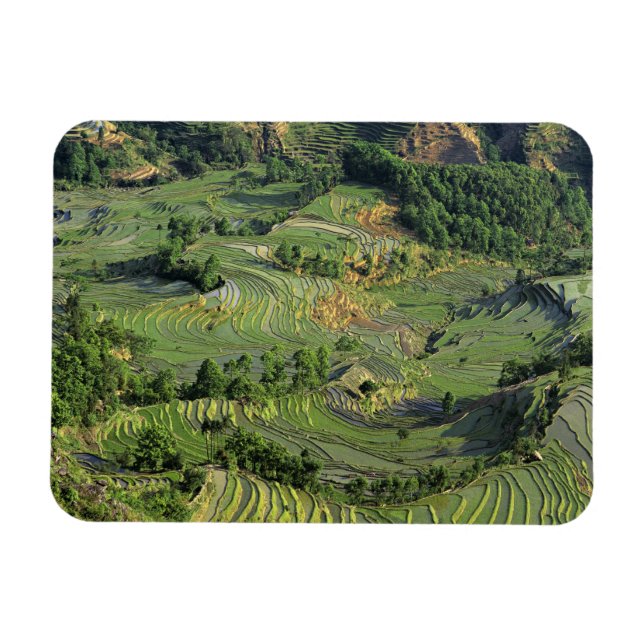Asia, China, Yunnan, Yuanyang. Pattern of green 2 Magnet (Horizontal)
