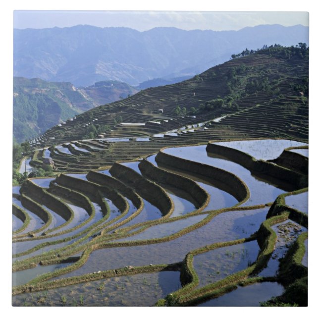 Asia, China, Yunnan, Yuanyang. Rugged Ceramic Tile (Front)