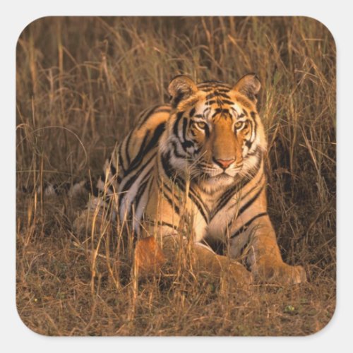 Asia India Bandhavgarh National Park Tiger Square Sticker