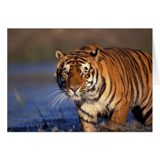 ASIA, India, Bengal Tiger Panthera tigris) (Front Horizontal)