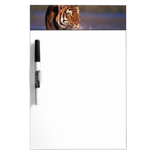 Asia India Bengal tiger Panthera tigris Dry Erase Board