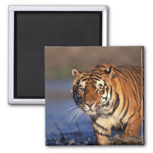 ASIA India Bengal Tiger Panthera tigris Magnet