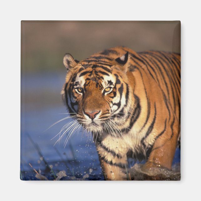 ASIA, India, Bengal Tiger Panthera tigris) Magnet (Front)