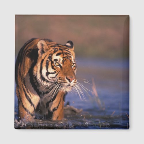 Asia India Bengal tiger Panthera tigris Magnet