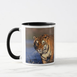 ASIA, India, Bengal Tiger Panthera tigris) Mug