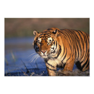 ASIA, India, Bengal Tiger Panthera tigris) Photo Print