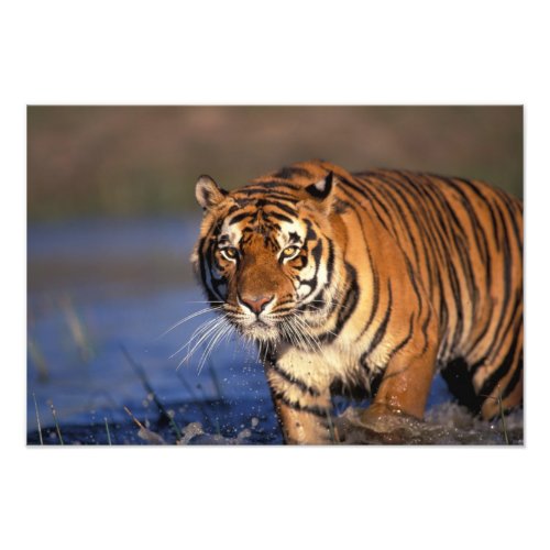 ASIA India Bengal Tiger Panthera tigris Photo Print