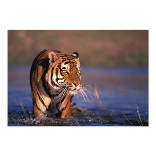 Asia India Bengal tiger Panthera tigris Photo Print