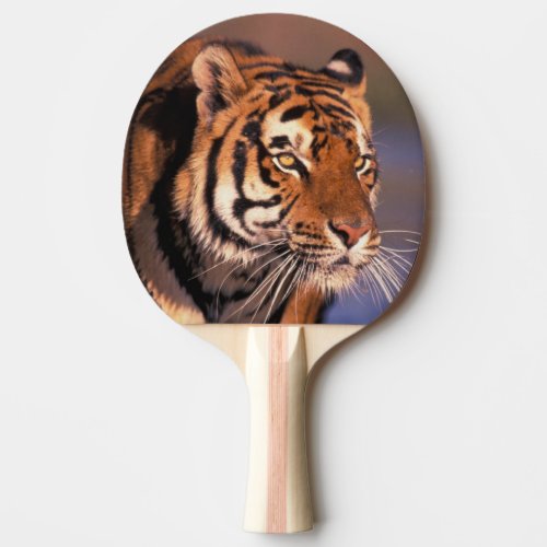 Asia India Bengal tiger Panthera tigris Ping_Pong Paddle