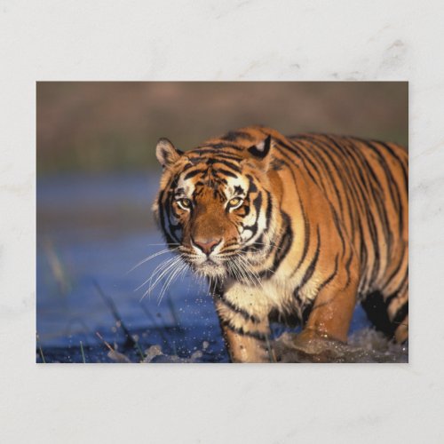 ASIA India Bengal Tiger Panthera tigris Postcard