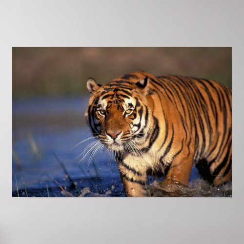 ASIA India Bengal Tiger Panthera tigris Poster