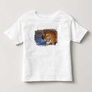 ASIA, India, Bengal Tiger Panthera tigris) Toddler T-shirt