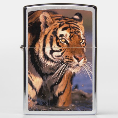 Asia India Bengal tiger Panthera tigris Zippo Lighter