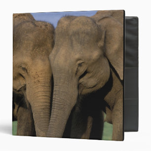 Asia, India, Nargahole National Park. Indian Binder