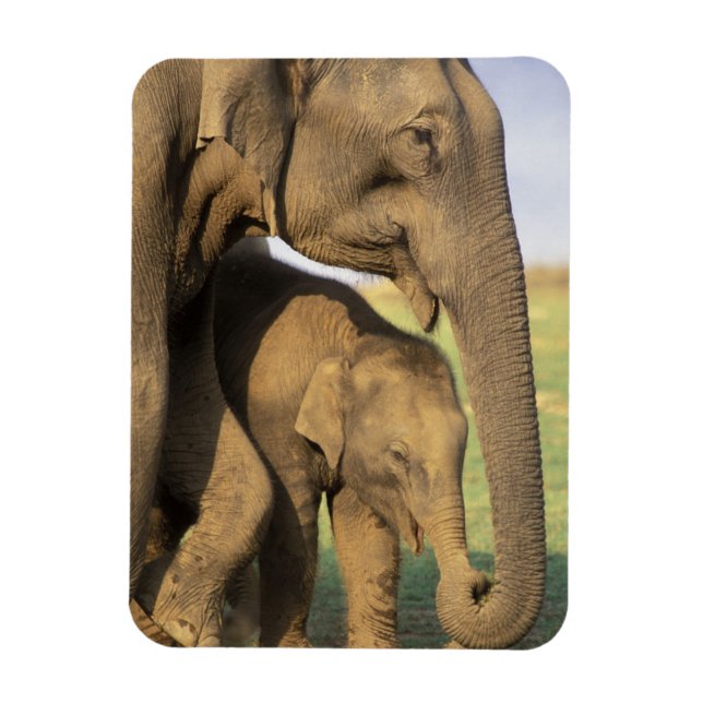 Asia, India, Nargahole National Park. Indian Magnet (Vertical)