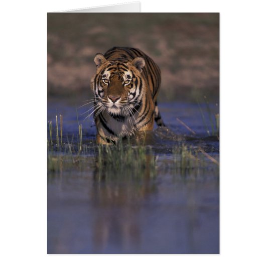 ASIA, India Tiger walking through the water (Front)