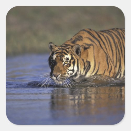ASIA India Tiger walking through the water 2 Square Sticker
