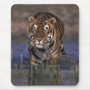 ASIA, India Tiger walking through the water Mouse Pad