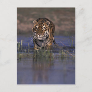 ASIA, India Tiger walking through the water Postcard