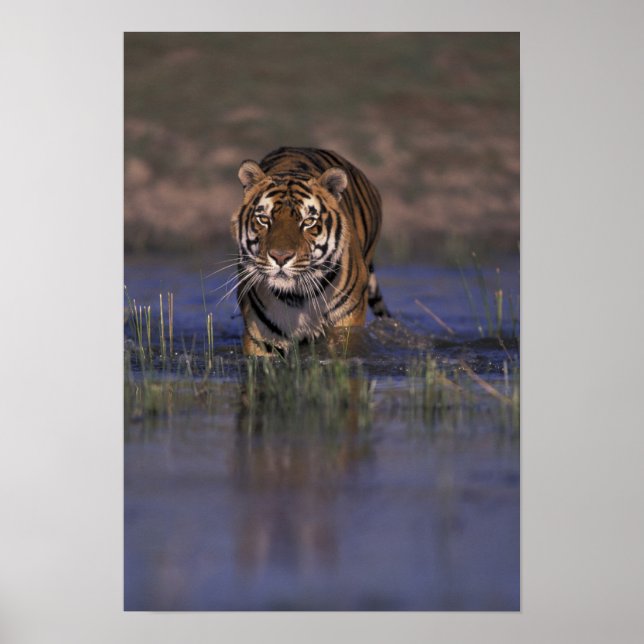 ASIA, India Tiger walking through the water Poster (Front)