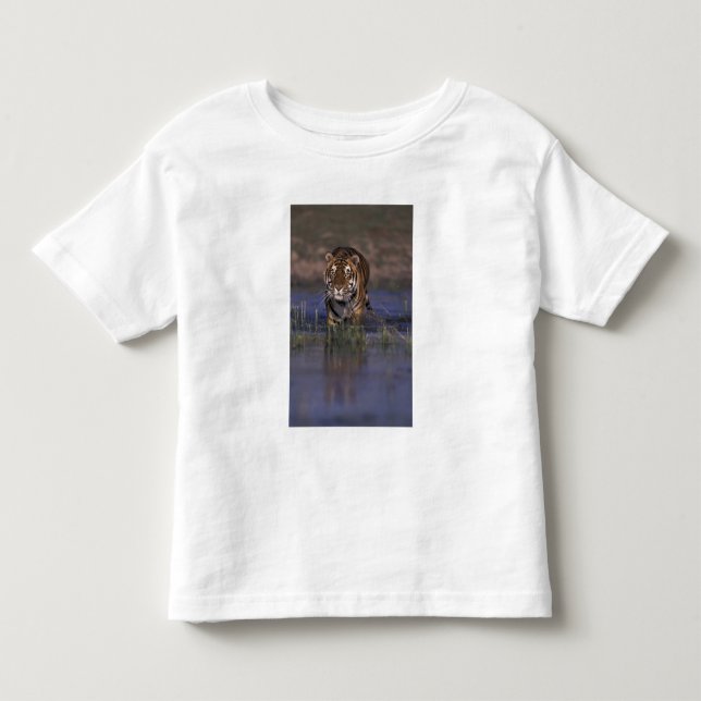 ASIA, India Tiger walking through the water Toddler T-shirt (Front)