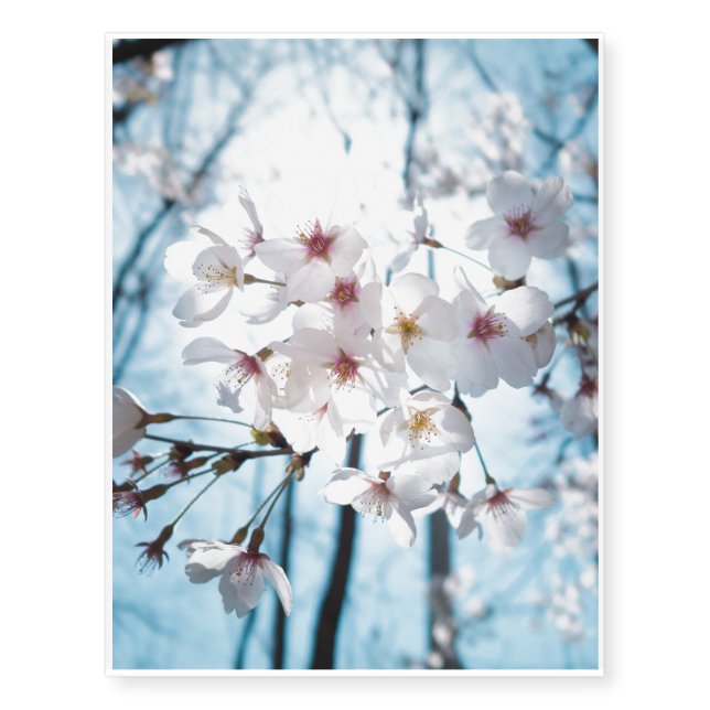 Asia Japanese Cherry Blossom Temporary Tattoos (Front)