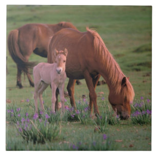 Asia, Mongolia, Gobi Desert. Wild Horses Ceramic Tile