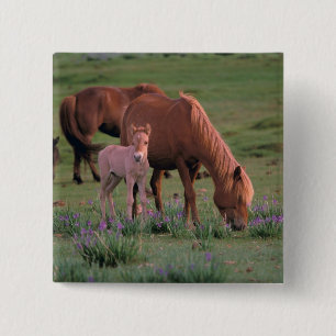 Asia, Mongolia, Gobi Desert. Wild Horses Pinback Button