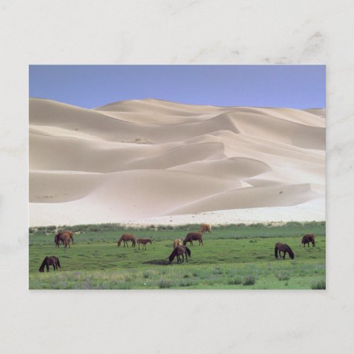 Asia Mongolia Gobi Desert Wild horses Postcard