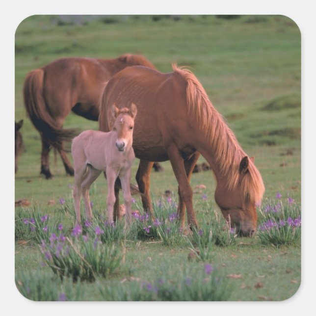 Asia, Mongolia, Gobi Desert. Wild Horses Square Sticker (Front)