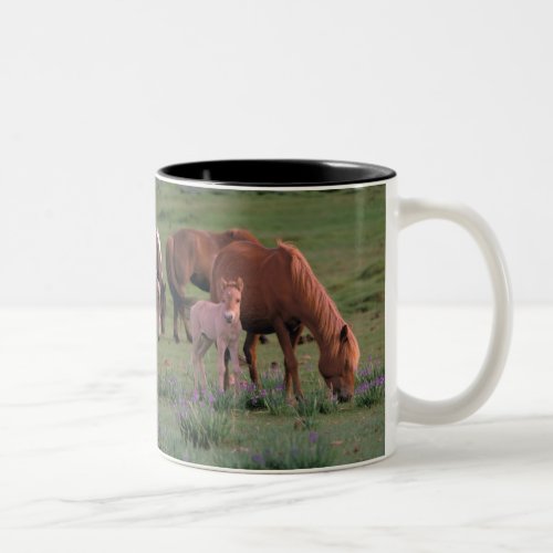 Asia Mongolia Gobi Desert Wild Horses Two_Tone Coffee Mug