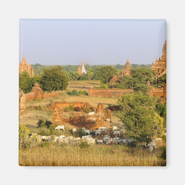 Asia, Myanmar (Burma), Bagan (Pagan). Cows pass Magnet (Front)